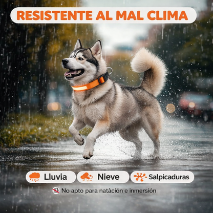 Collar para Perro con Luz LED